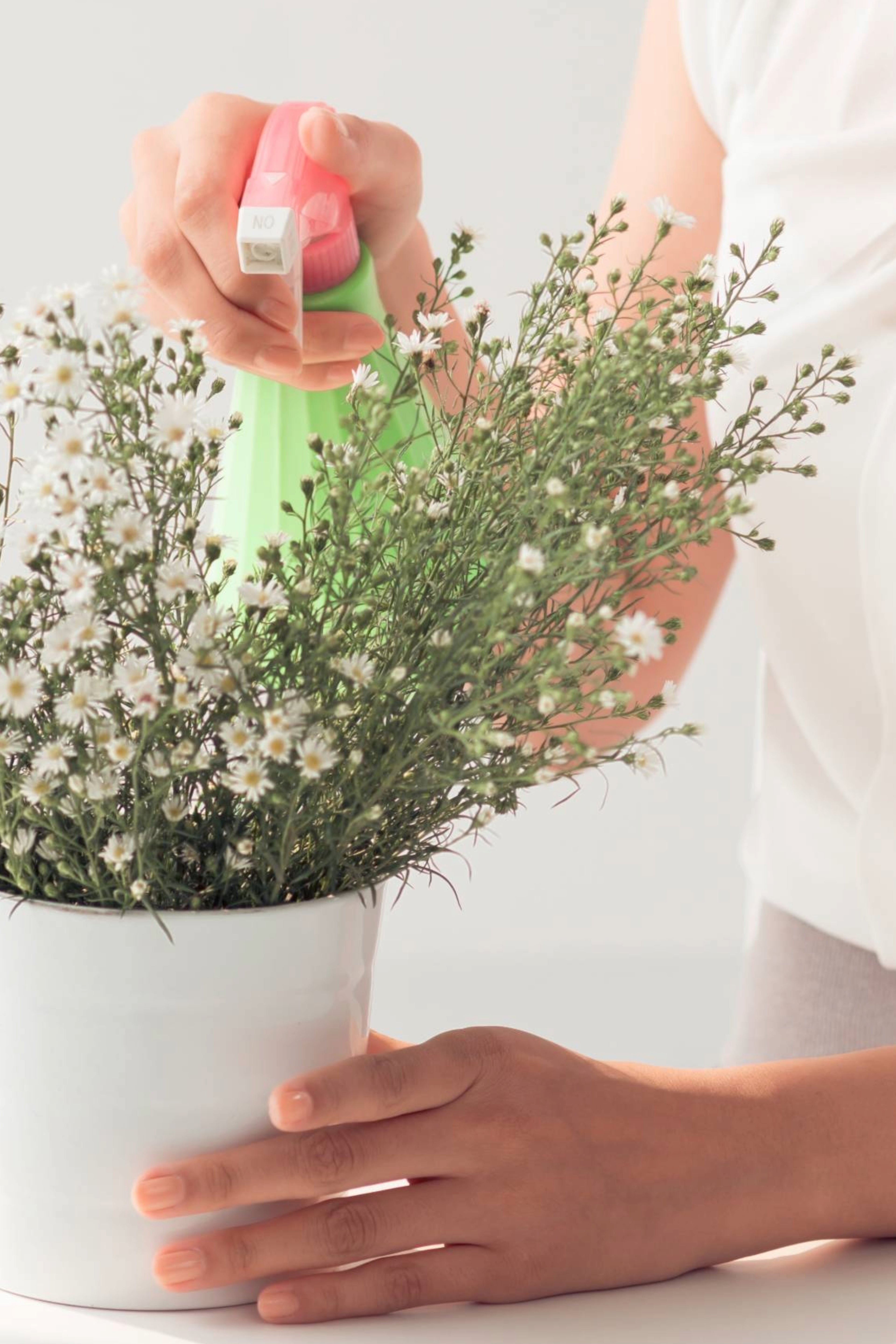 Misting monte casino white aster flowers with water.