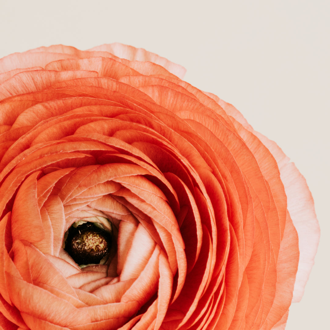 A close-up of a pink ranunculus bloom.