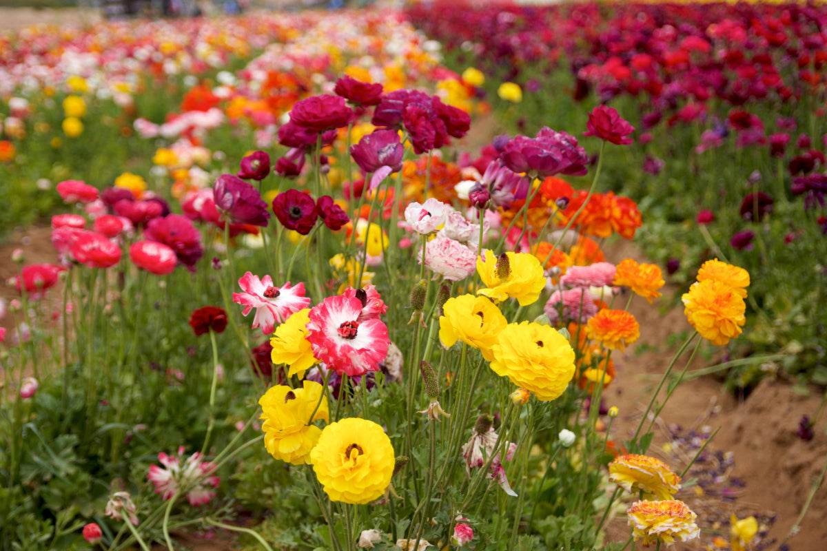 A field of ranunculus flowers in full bloom in multiple colors.