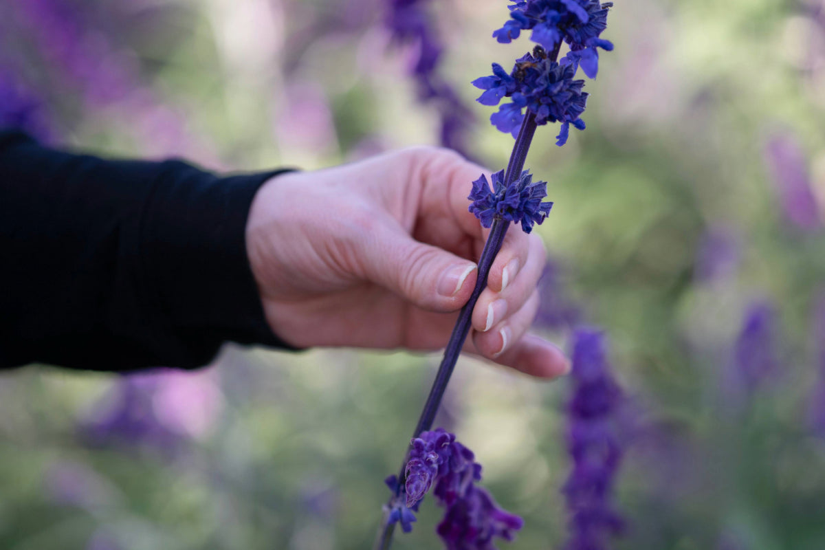 Janice holding a salvia merleau blue line flower picked in a field.